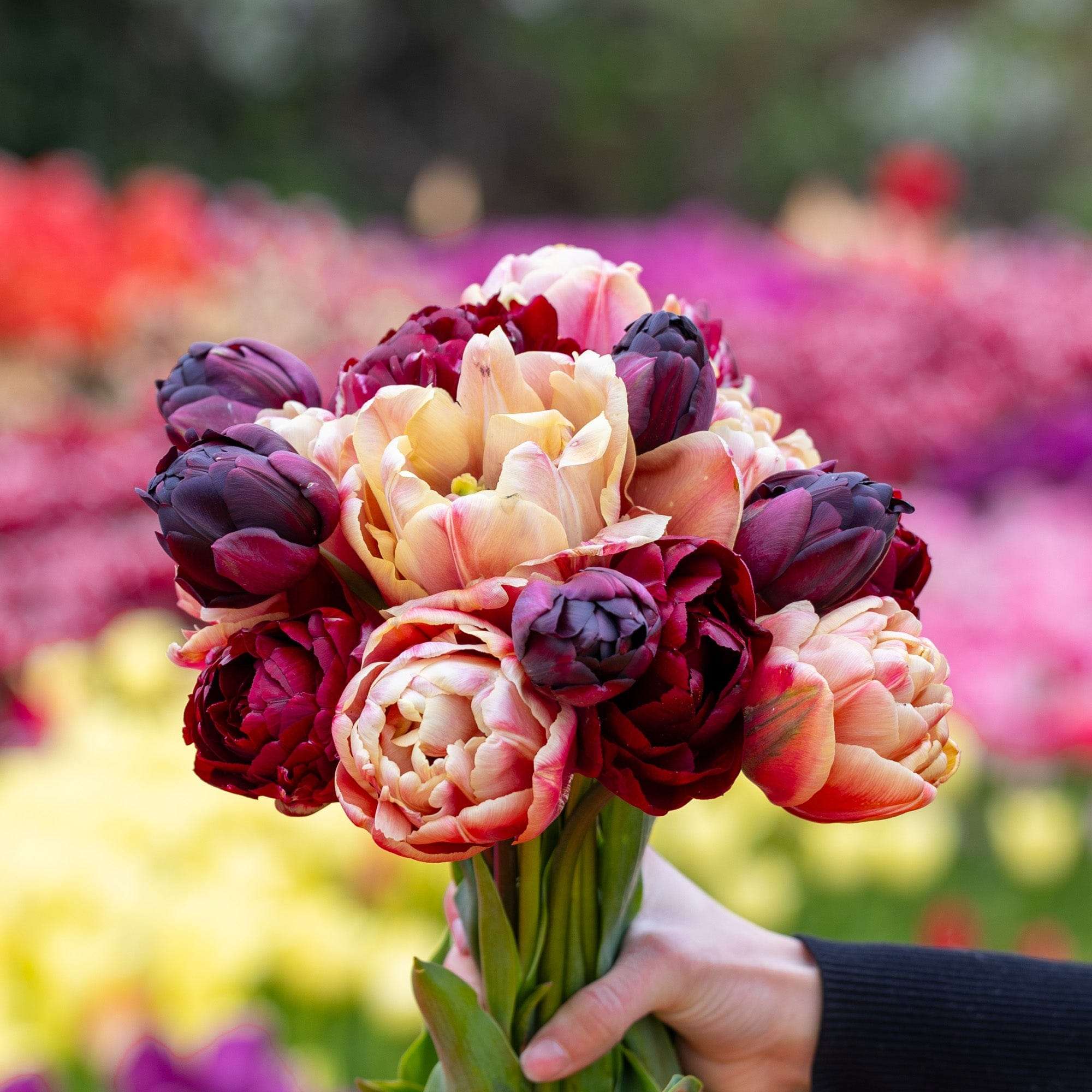 Tulpenmischung 'Red Cottage'